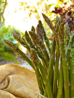 asparagus 250px Sparaggi