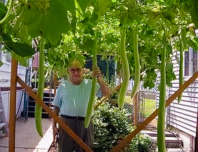Private gardner in Nutley, N.J. with Cucuzza plants