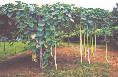 Cucuzza vines