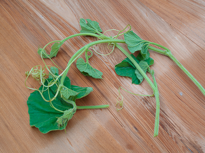 Tenerumi, the edible leaves of the cucuzza plant
