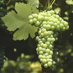 Verdicchio Grapes