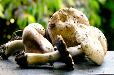 wild mushrooms Stuffed Mushrooms